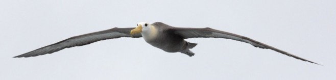 albatros