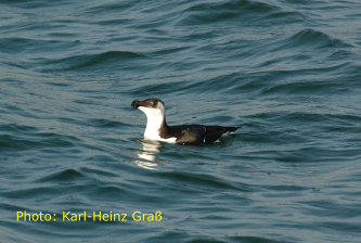 helgoland_2_79