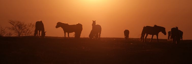 steppe