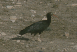 Waldrapp